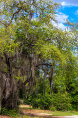Views Seen from the Lake Apopka Loop Trail, Florida