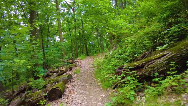 Hiking through the forest during the middle of summer.