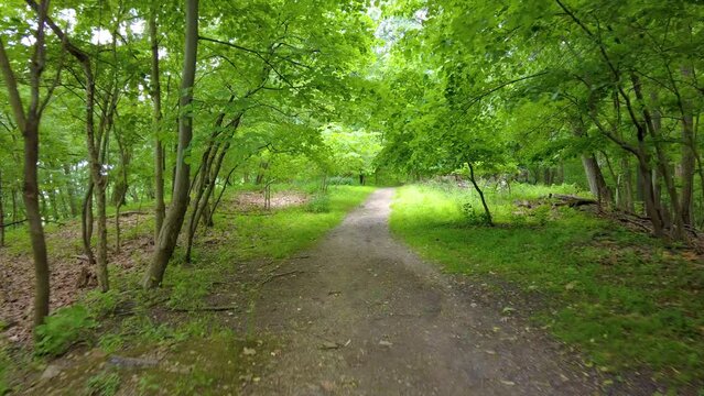 Hiking through the forest during the middle of summer.