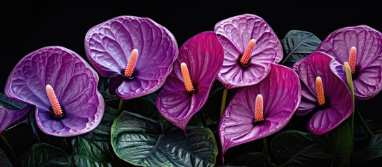 Purple flowers and green leaves contrast beautifully on a dark background creating an elegant and striking visual composition.
