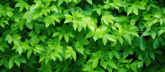 Fototapeta na wymiar Lush green plant featuring vibrant leaves captured up close, showcasing natural beauty and freshness