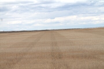 Fototapeta na wymiar tracks in a wheat feild