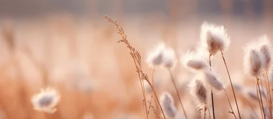 Crédence de cuisine  Blanketed amongst the lush green grass are delicate white blooms flourishing under the sunlight  © Ilgun