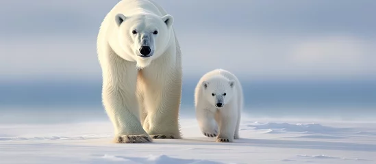 Keuken spatwand met foto Polar bears, large mammals with white fur and black skin, sauntering together in a snowy landscape © Ilgun