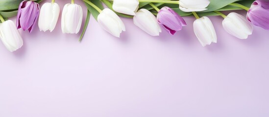 Arrangement of elegant tulip flowers in shades of purple and white contrast beautifully against a soft pink backdrop.