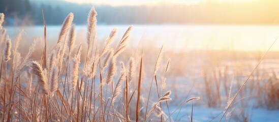 Tall golden-hued grass stands gracefully in the snow near a tranquil lake reflecting the setting sun's warm hues. - Powered by Adobe