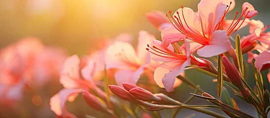 Foto op Plexiglas Numerous pink flowers are in full bloom, radiant under the warm sunlight © Ilgun