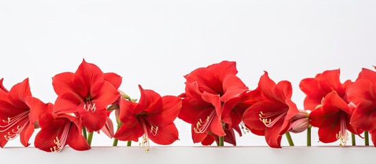 Many vibrant red flowers arranged in a clean white vase placed on a table