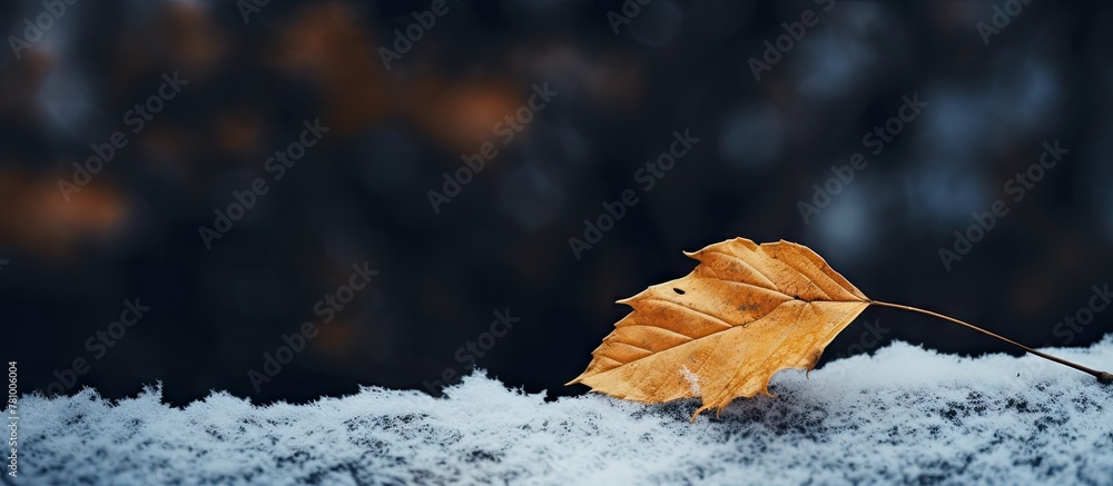 Poster close-up view of a single leaf resting on a surface covered with snow, emphasizing the contrast of t