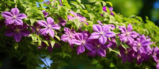 Obraz premium Vibrant purple flowers are in full bloom, clinging to a vine in a serene garden setting