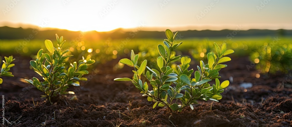 Poster field of vegetation with the sun descending in the backdrop creating a serene scene
