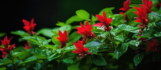 Vibrant red flowers of a plant are highlighted in a close-up shot as raindrops gently fall on them