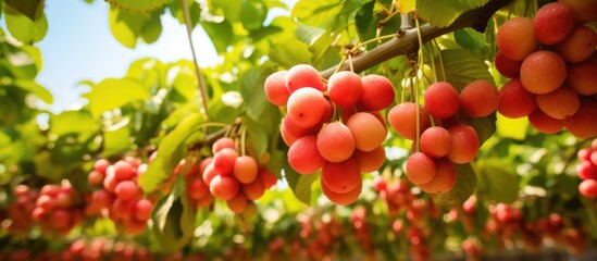 Cluster of fresh, ripe fruits hanging from a tree, ready for harvesting. The fruits look vibrant and plentiful under the sunlight. - obrazy, fototapety, plakaty