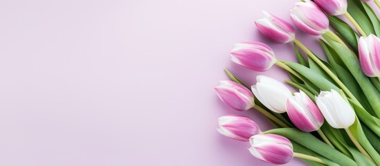 Lovely pink and white tulips beautifully displayed against a soft pink background
