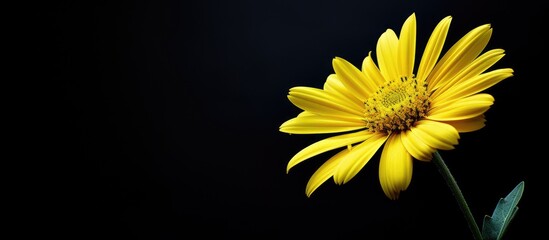 Vibrant yellow daisy flower with green stem standing out against a dark black background in a portrait photo