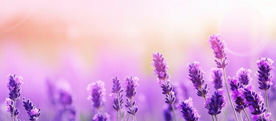 Lavender flowers blooming in a picturesque field with a beautifully blurred background creating a...