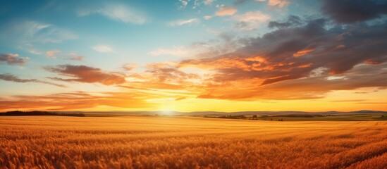 Golden wheat field bathed in the warm light of sunset, with the sun gently setting in the horizon, creating a serene and picturesque scene