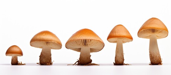 Several mushrooms of various sizes and shapes close together on a plain white surface