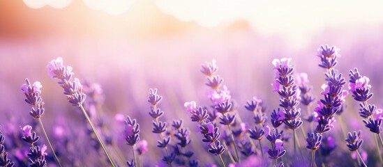 Beautiful lavender flowers blooming in a field under the warm sun's rays