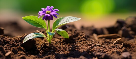 Purple blossoming flower emerging from the soil in a vibrant garden setting, with green leaves and surrounding plants