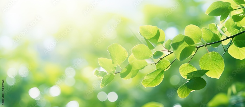 Poster light filters through the green leaves of a tree, creating a natural, dappled effect on the ground b