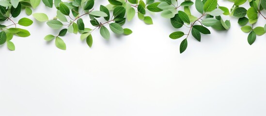 Green leaves contrast beautifully on a clean white background