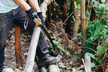 Man holding heavy handsaw Axe in lumberjack hands chopping or cutting wood trunks