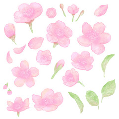 水彩画風の桜のイラスト