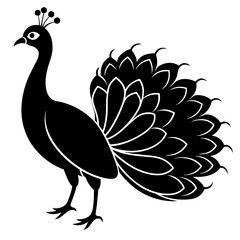 peacock illustration