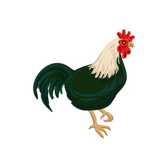vector drawing rooster, bird isolated at white background, hand drawn illustration - 781018637