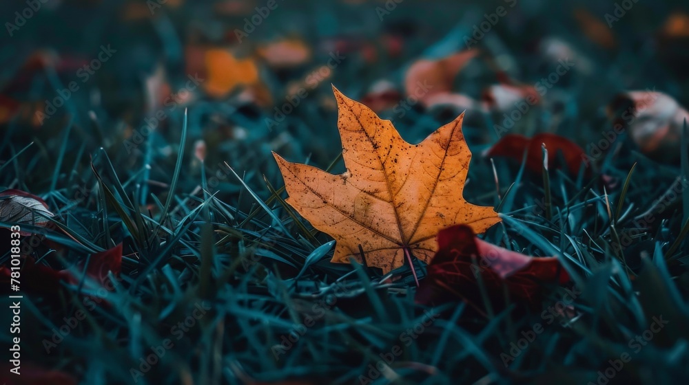 Canvas Prints A fallen leaf on grassy ground in autumn