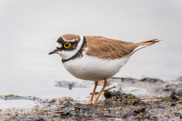 Little ringed plover (Charadrius dubius), bird standing on the lake shore