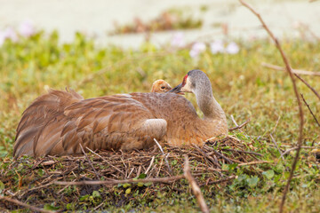 Juvenile sandhill cranes (Grus canadensis) with their mom in Sarasota, Florida