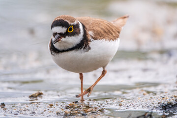Little ringed plover (Charadrius dubius), bird standing on the lake shore