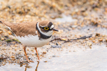 Little ringed plover (Charadrius dubius), bird standing on the lake shore