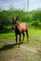 Caballo en un jardín.