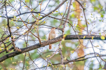 Thrush Nightingale, Luscinia luscinia. A bird sits on a tree branch and sings