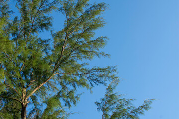 Pine trees and sky and sunlight