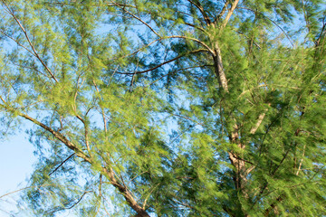 Pine trees and sky and sunlight