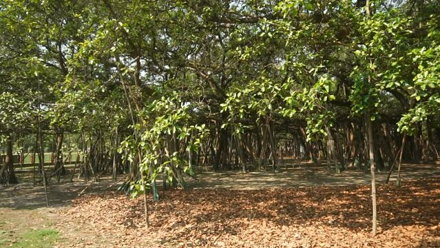 Video of the Great Banyan tree,Ficus benghalensis,at Acharya Jagadish Chandra Bose Indian Botanic Garden, Shibpur,Howrah,India.Largest tree specimen in the world in the Guinness Book of World Records.