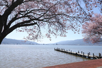 桜咲く諏訪湖