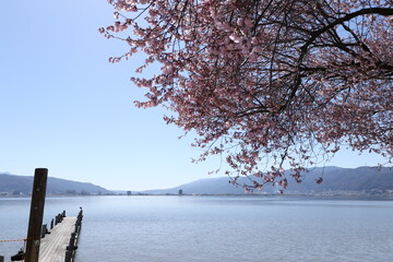 桜咲く諏訪湖