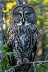 Great Grey Owl Perched in Boreal Forest