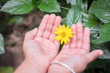 Niño sosteniendo una flor amarilla en las manos