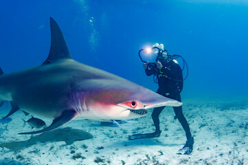 Great hammerhead and diver