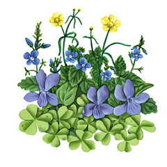 watercolor drawing spring flowers, wood sorrel , speedwell, buttercups and violets, floral composition at white background , hand drawn botanical illustration - 781024061