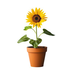 Obraz premium Sunflower in pot on Transparent Background