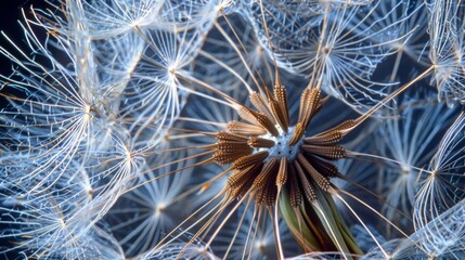 An enlarged view of a dandelion seed head revealing the countless tiny spores attached to each parachutelike filament.