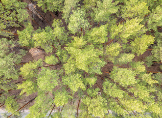 Aerial drone view of stunning colorful autumn fall forest.