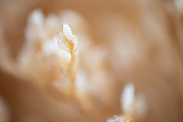 White Flower macro photography abstract art 